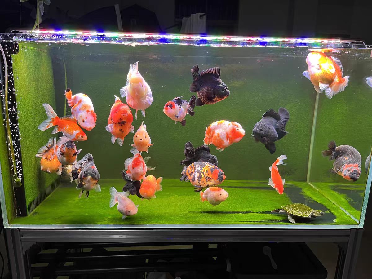 Aquariumverlichting met optisc - Aquarium Marine Clearwater recensie en prijs